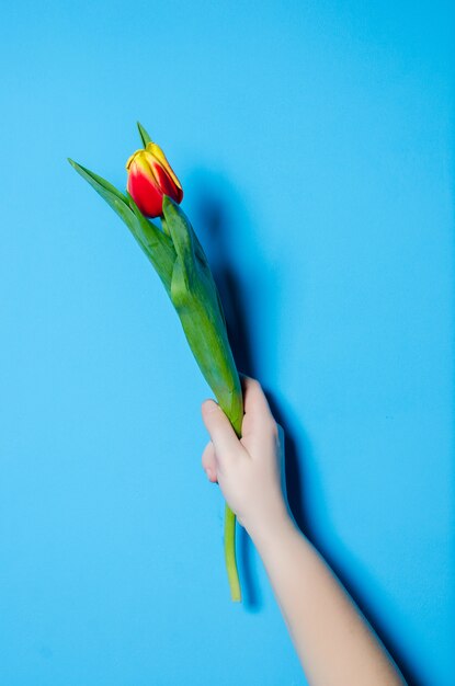 Hermosos tulipanes de primavera en una mano femenina. El concepto de primavera.