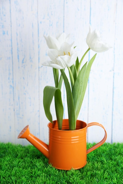 Hermosos tulipanes en regadera decorativa sobre hierba verde, sobre fondo de madera