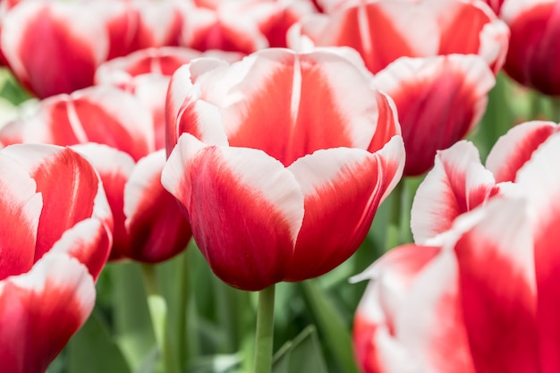 Hermosos tulipanes rojos y blancos