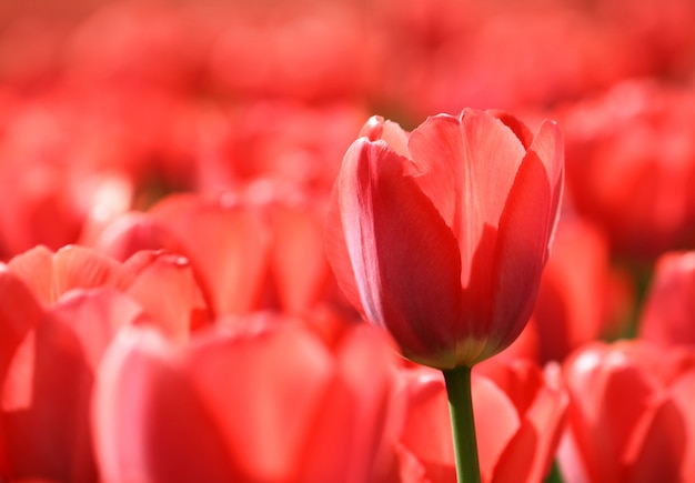 Hermosos tulipanes rojos brillando en la luz del sol