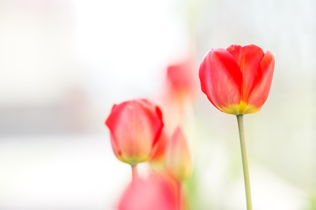 Hermosos tulipanes rojos copia espacio concepto fondo flores y naturaleza