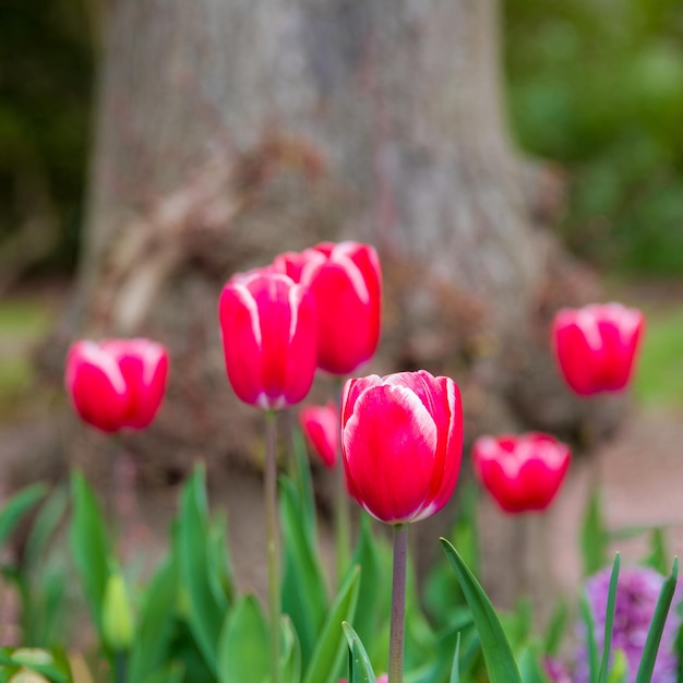 Hermosos tulipanes rojos en flor con pétalos de rayas blancas