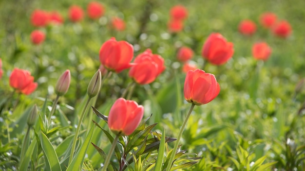 Hermosos tulipanes rojos florecen en el jardín.