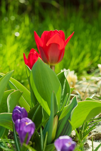 Hermosos tulipanes rojos floreciendo en primavera