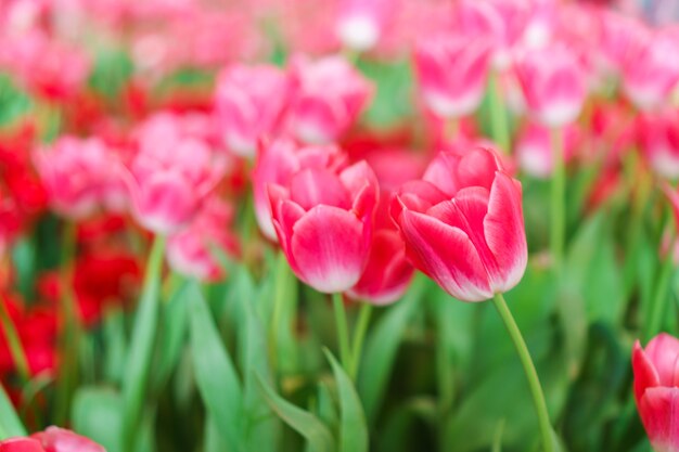 Hermosos tulipanes rojos, fondo de la flor