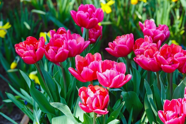 Hermosos tulipanes rojos y narcisos amarillos