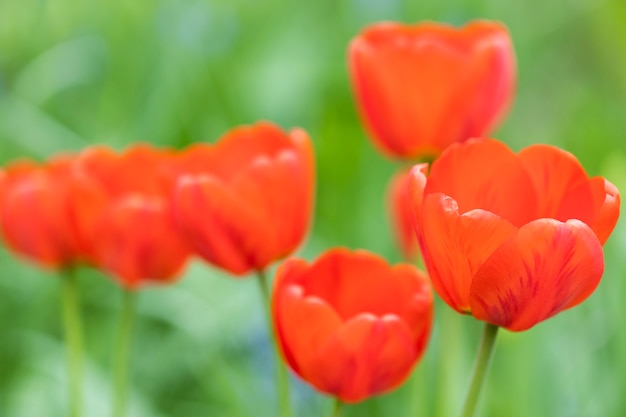 Hermosos tulipanes rojos en la naturaleza. Postal de verano. Foto de alta calidad