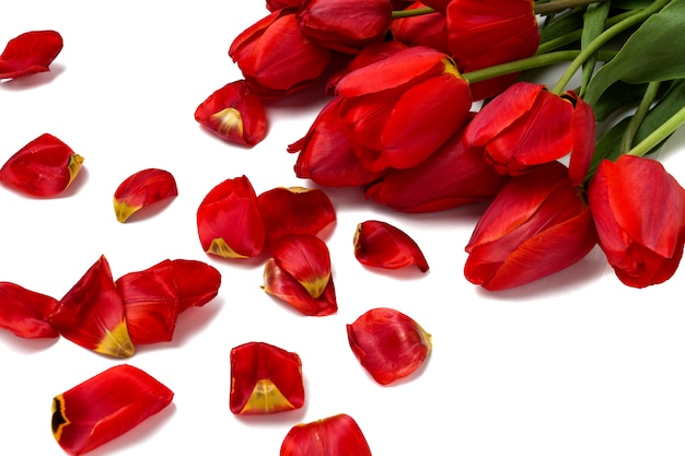 Hermosos tulipanes rojos y pétalos dispersos sobre un fondo blanco.