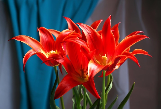 Foto hermosos tulipanes rojos sobre fondo azul satinado