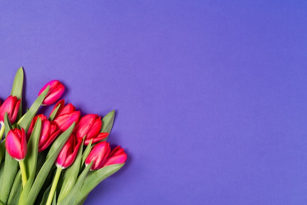 Foto hermosos tulipanes rojos sobre fondo azul.