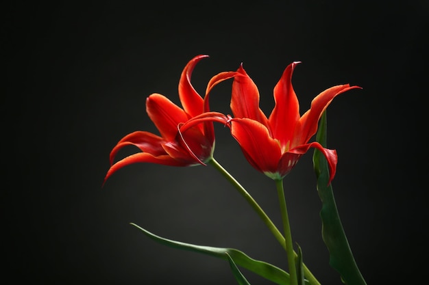 Hermosos tulipanes rojos sobre fondo oscuro