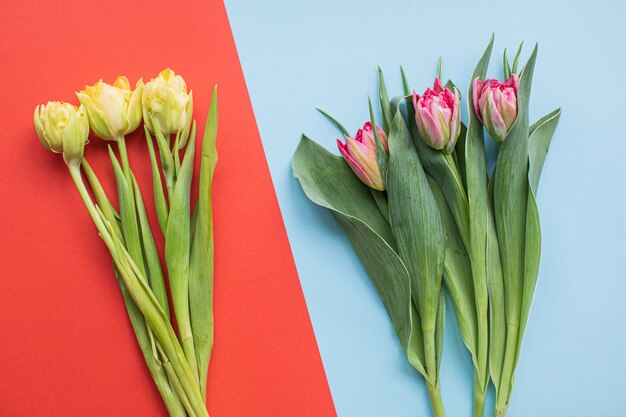 Hermosos tulipanes rojos sobre fondos de papel multicolor con espacio de copia.