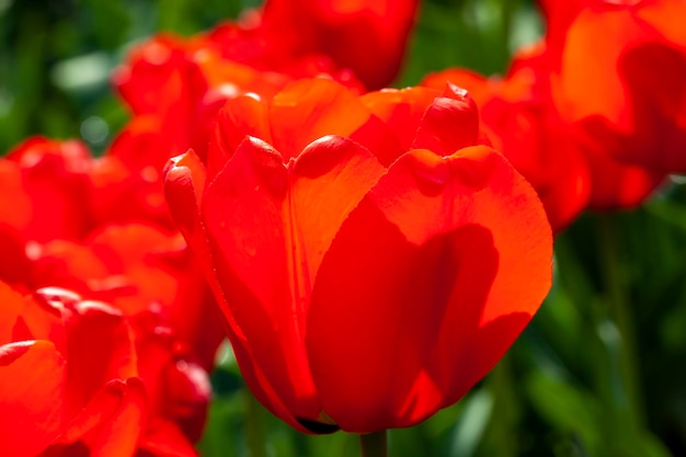 Hermosos tulipanes rojos en la temporada de primavera