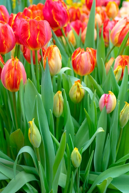 Hermosos tulipanes rojos.