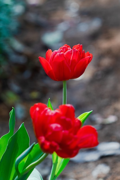 Hermosos tulipanes rosa en la primavera