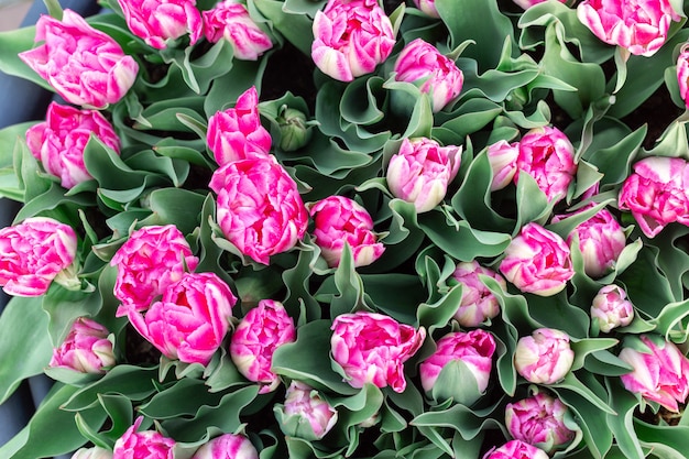 Hermosos tulipanes rosados y blancos en fondo de naturaleza de primavera