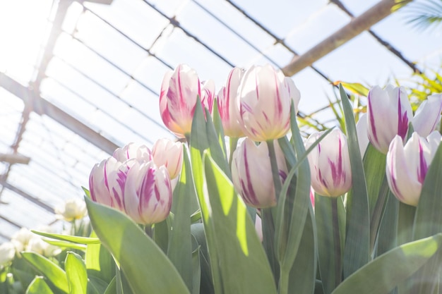 Hermosos tulipanes rosados y blancos en un invernadero bajo el sol Primavera