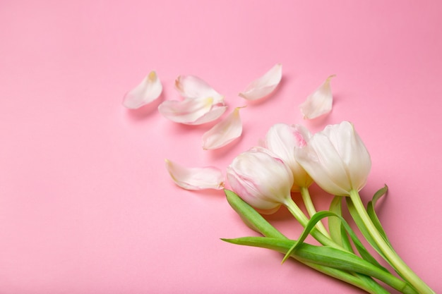 Hermosos tulipanes rosados y blancos sobre fondo rosa