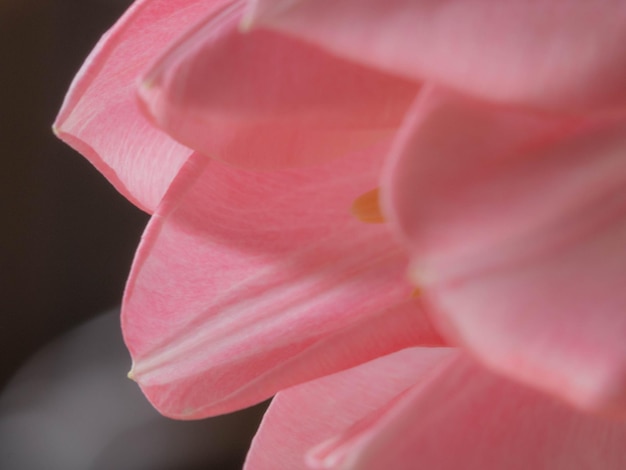 Hermosos tulipanes rosados borrosos closeup macro shot concepto de tiempo de primavera