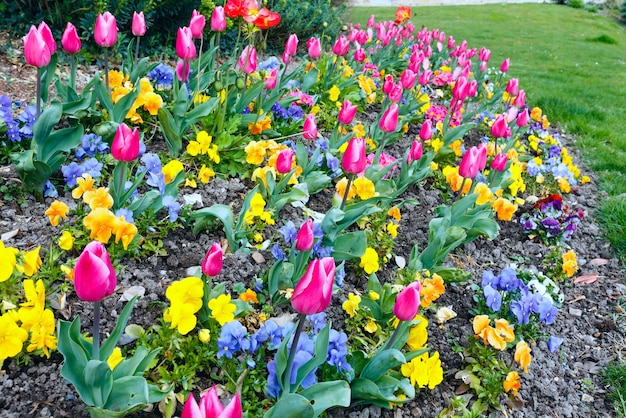 Hermosos tulipanes rosados y flores tricolor Viola en primavera