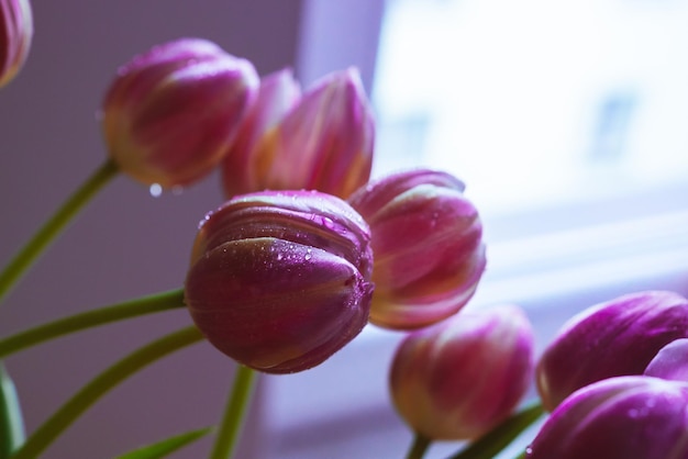 hermosos tulipanes rosados en gotas de agua fondos de pantalla para el teléfono