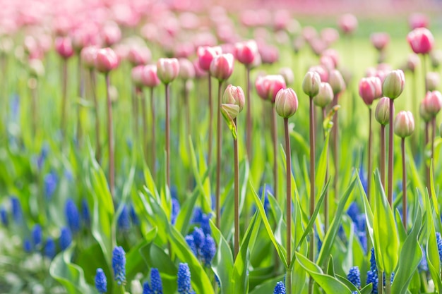 Hermosos tulipanes rosados en un tallo largo y jacintos de uva azul muscari armeniacum en un parque