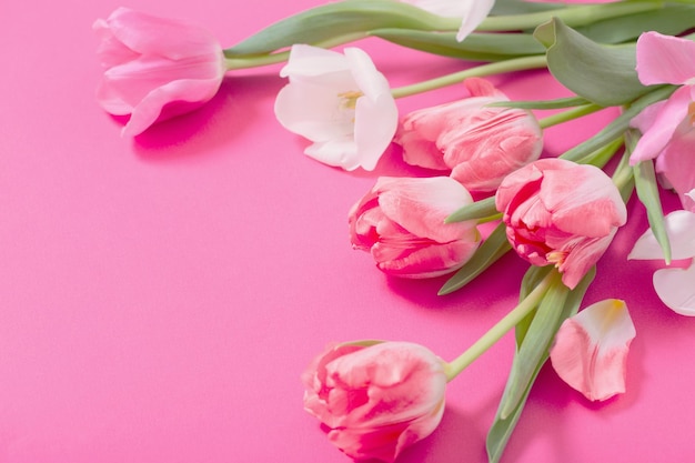 Hermosos tulipanes rosas y blancos sobre fondo de papel rosa