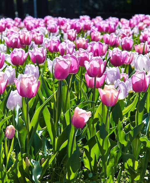 Hermosos tulipanes rosas en primavera