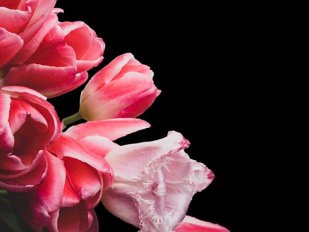 Hermosos tulipanes rosas sobre fondo negro con espacio libre para texto