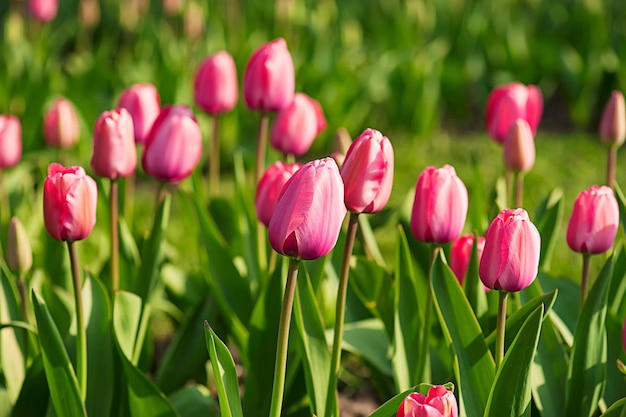 Hermosos tulipanes rosas