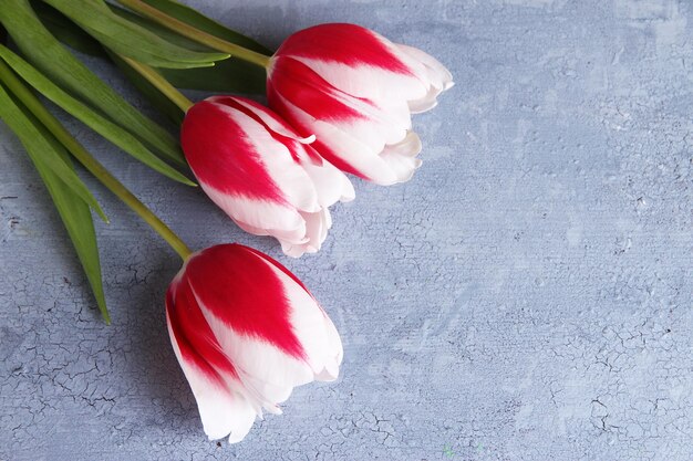 Hermosos tulipanes sobre fondo de madera de color