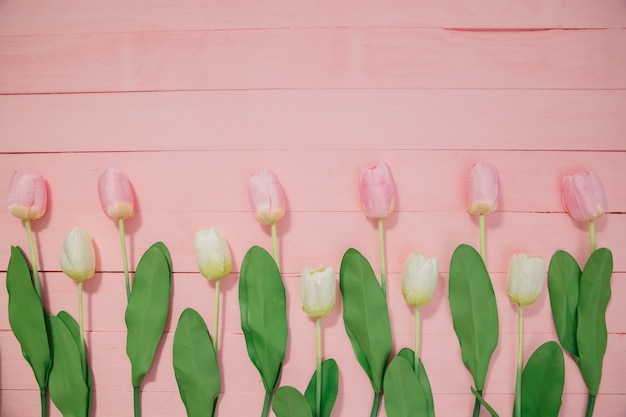 Hermosos tulipanes sobre fondo rosa.