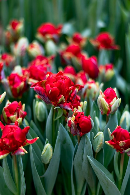 Foto hermosos tulipanes de terry fondo floral primeras flores de primavera enfoque selectivo imagen vertical