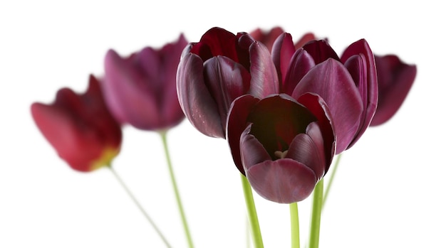 Hermosos tulipanes violetas aislados en blanco