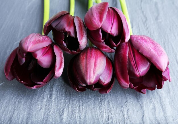 Hermosos tulipanes violetas sobre fondo gris