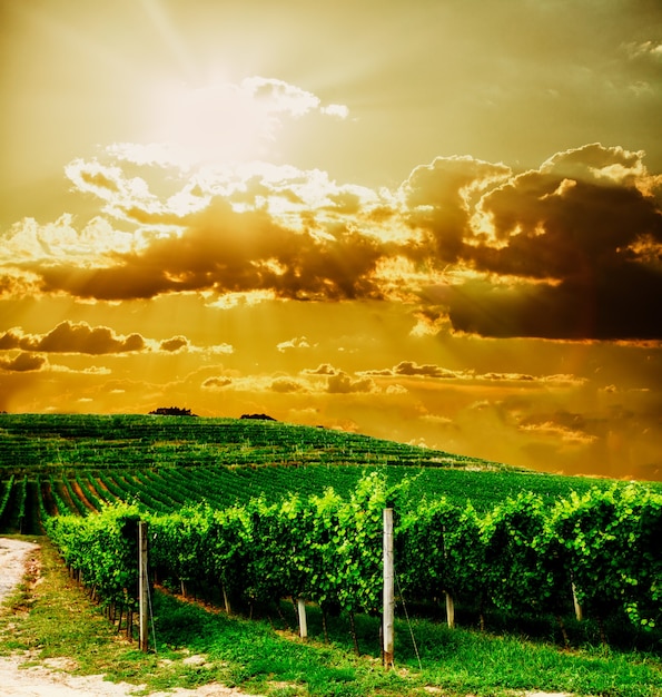 Foto hermosos viñedos en las colinas, paisaje al atardecer
