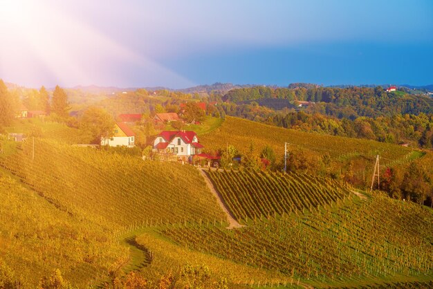 Hermosos viñedos de Stajerska Eslovenia zona productora de vino Vista de verdes viñedos colinas bodegas Steyer zona vinícola Paisaje agrícola natural