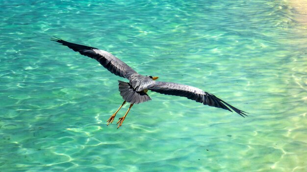 Heron fliegt über das türkisfarbene Wasser der Malediven.