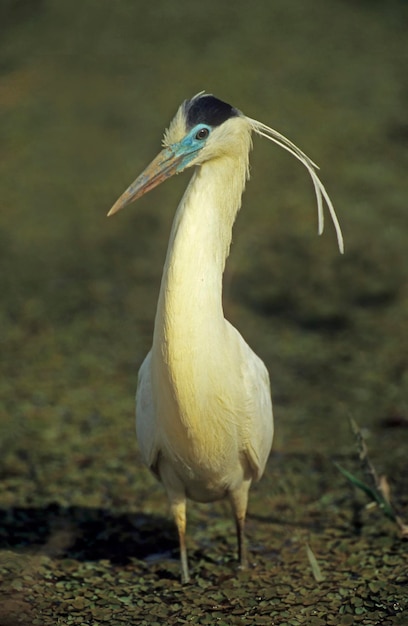 Heron Pilherodius pileatus Pantanal Brasil América do Sul