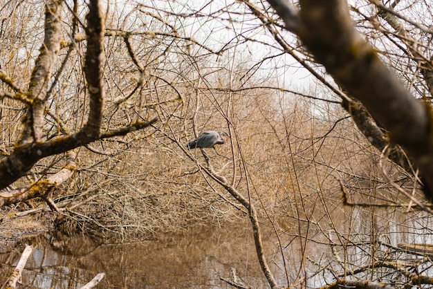 Heron senta-se nos galhos de uma árvore perto do lago no início da primavera