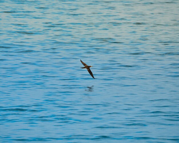 Heron volando muy cerca del agua en el mar