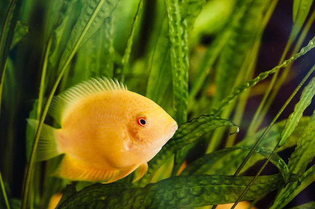 Heros severus flutua em um aquário doméstico entre algas. um grande peixe amarelo.