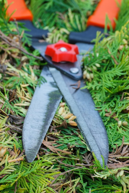 Foto herramienta de jardinería para podar arbustos arbustos recortados de temporada