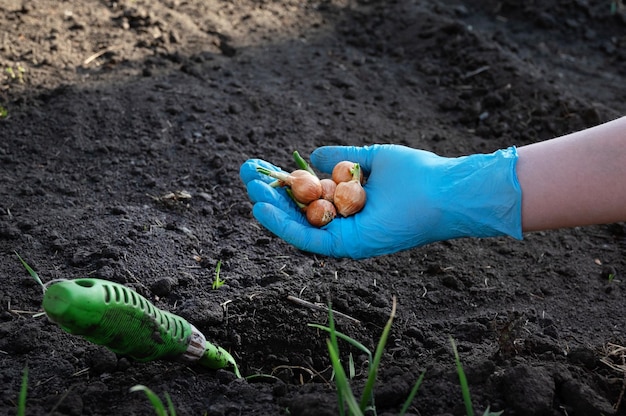 Foto herramientas de jardín y semillas de cebolla para plantar en el suelo en primavera plantar cebollas orgánicas en primavera