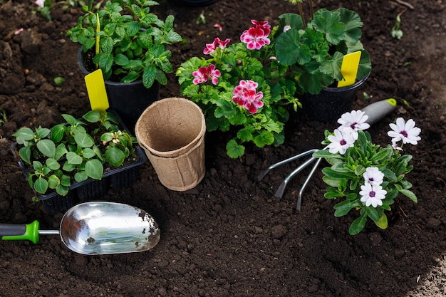 Herramientas de jardinería y flores en maceta para plantar en el patio trasero.