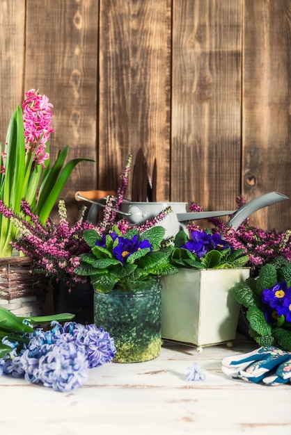 Herramientas de jardinería y flores en las macetas.