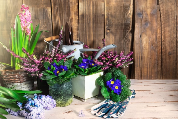 Herramientas de jardinería y flores en las macetas.