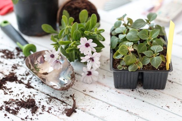 Herramientas de jardinería y flores sobre fondo de madera.