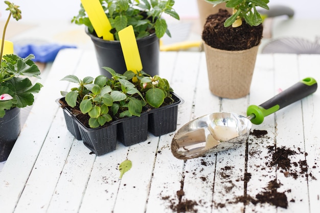 Herramientas de jardinería y flores sobre fondo de madera.