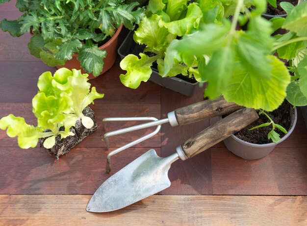 herramientas de jardinería bajo hojas de plántulas de verduras en una mesa de madera jardinería en el concepto de primavera